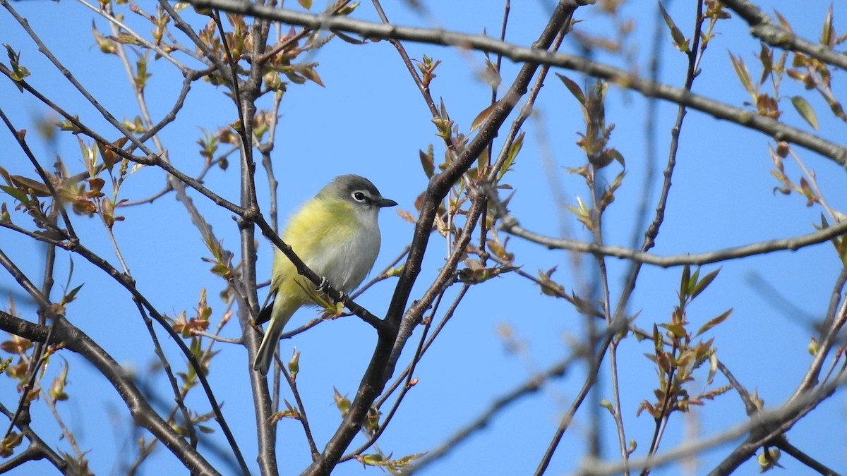 Blue-headed Vireo - ML637287172