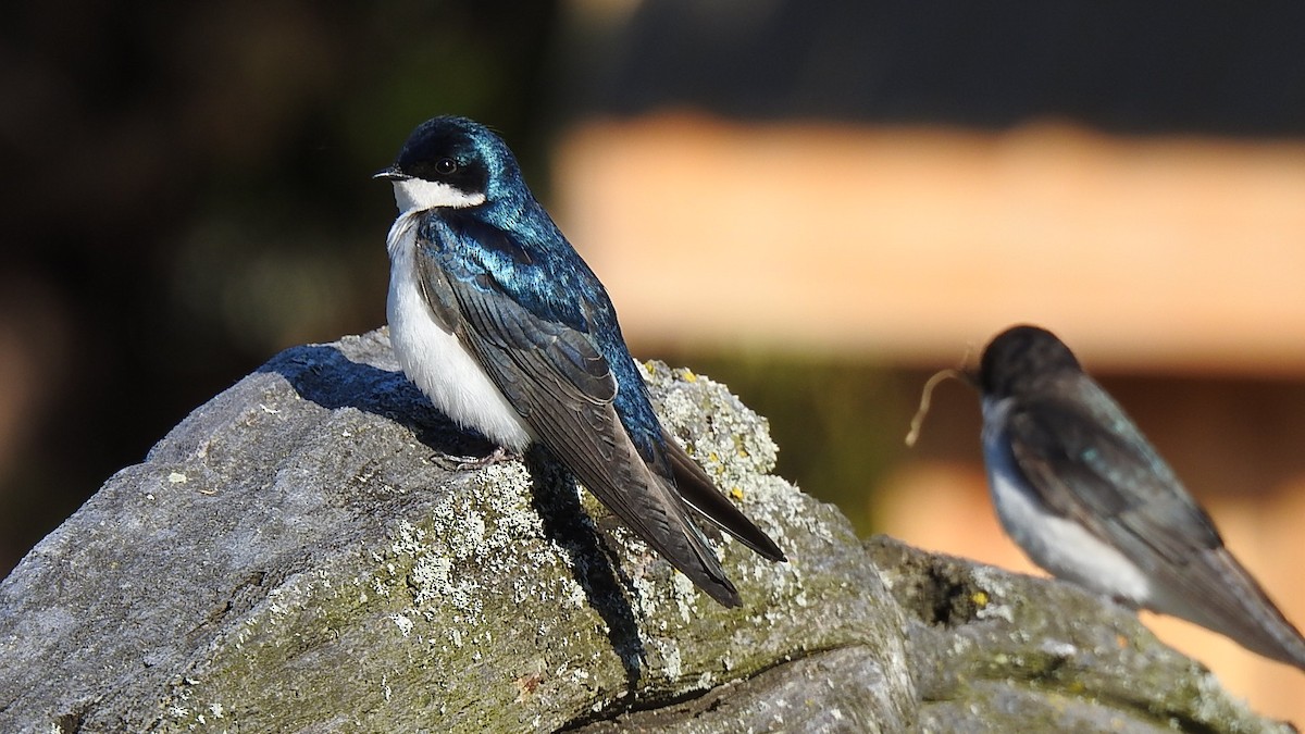 Tree Swallow - ML637287178