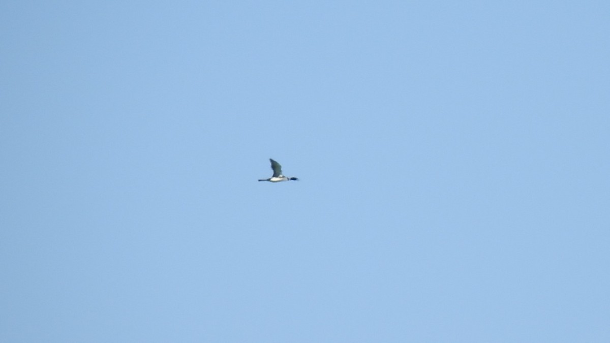 Common Loon - ML637287188