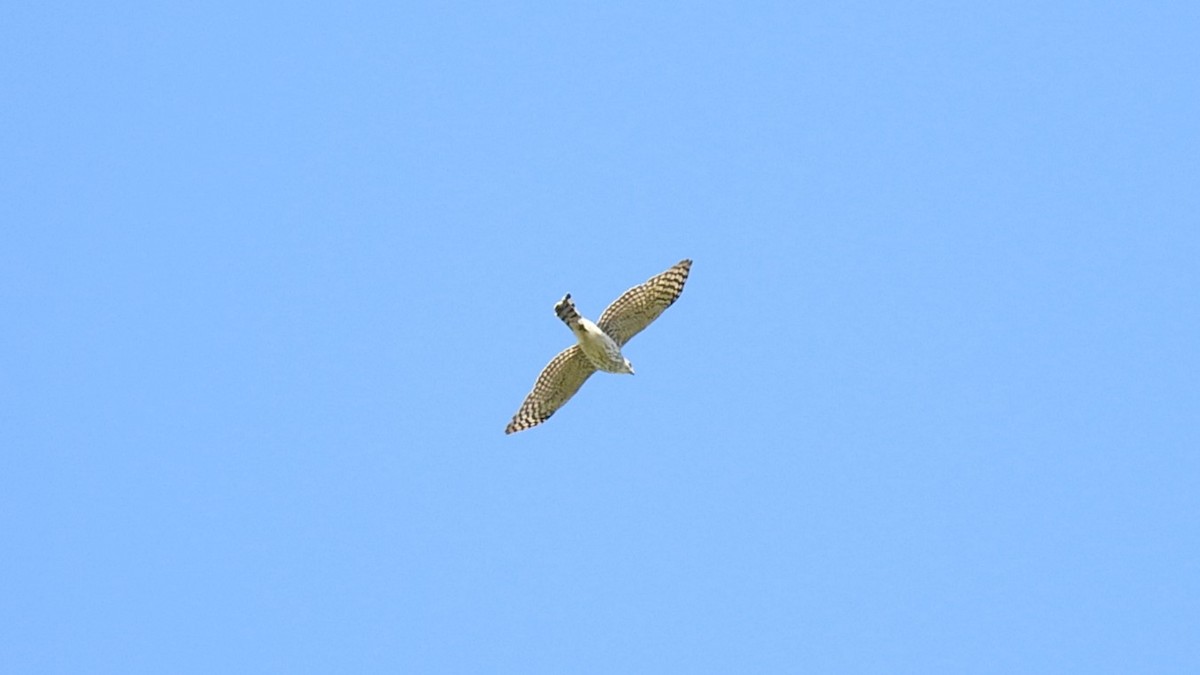 Cooper's Hawk - ML637287196