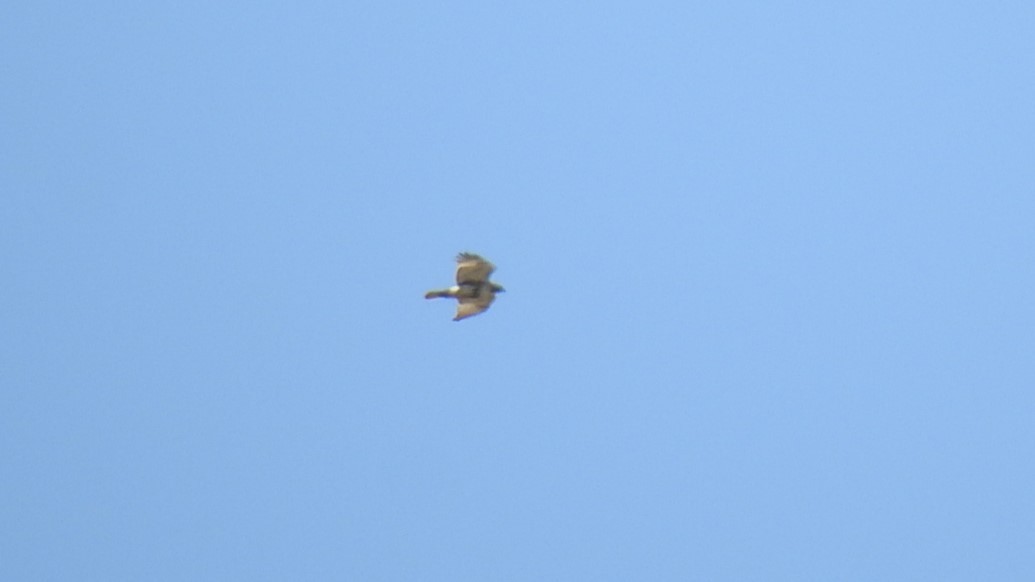 Red-tailed Hawk - ML637287204