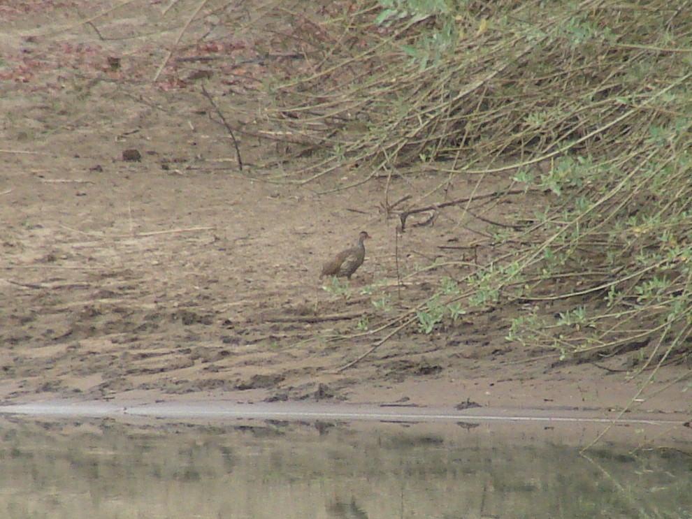 Red-necked Spurfowl - ML637287218