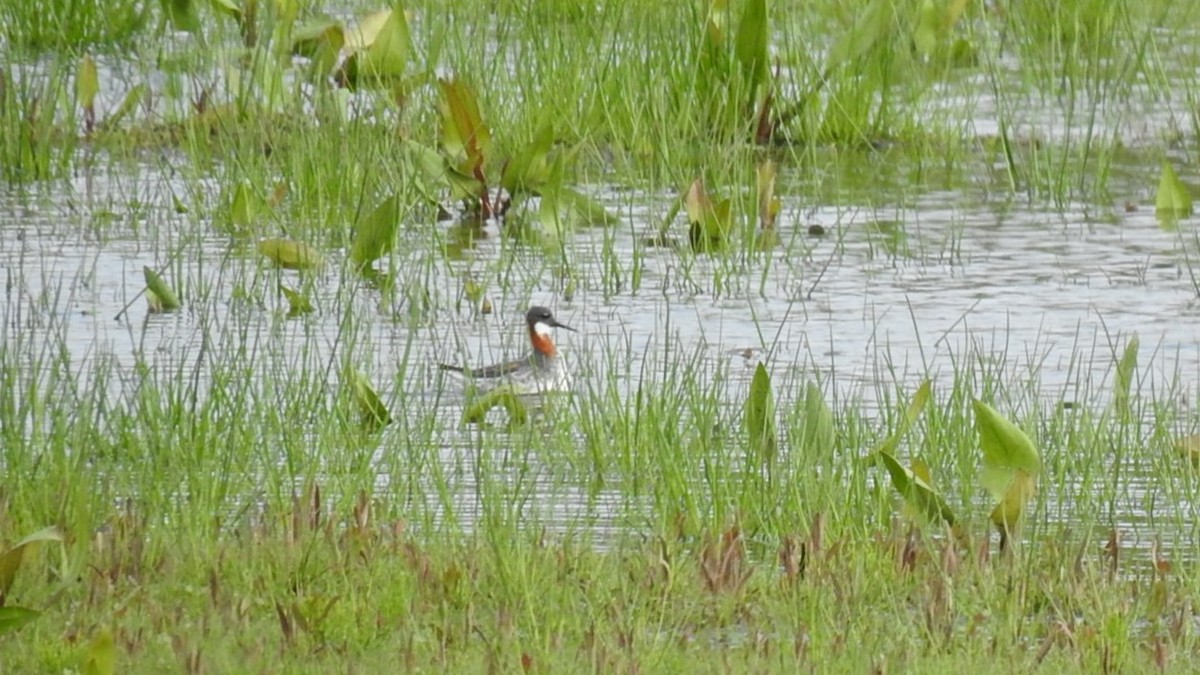 Red-necked Phalarope - ML637287282