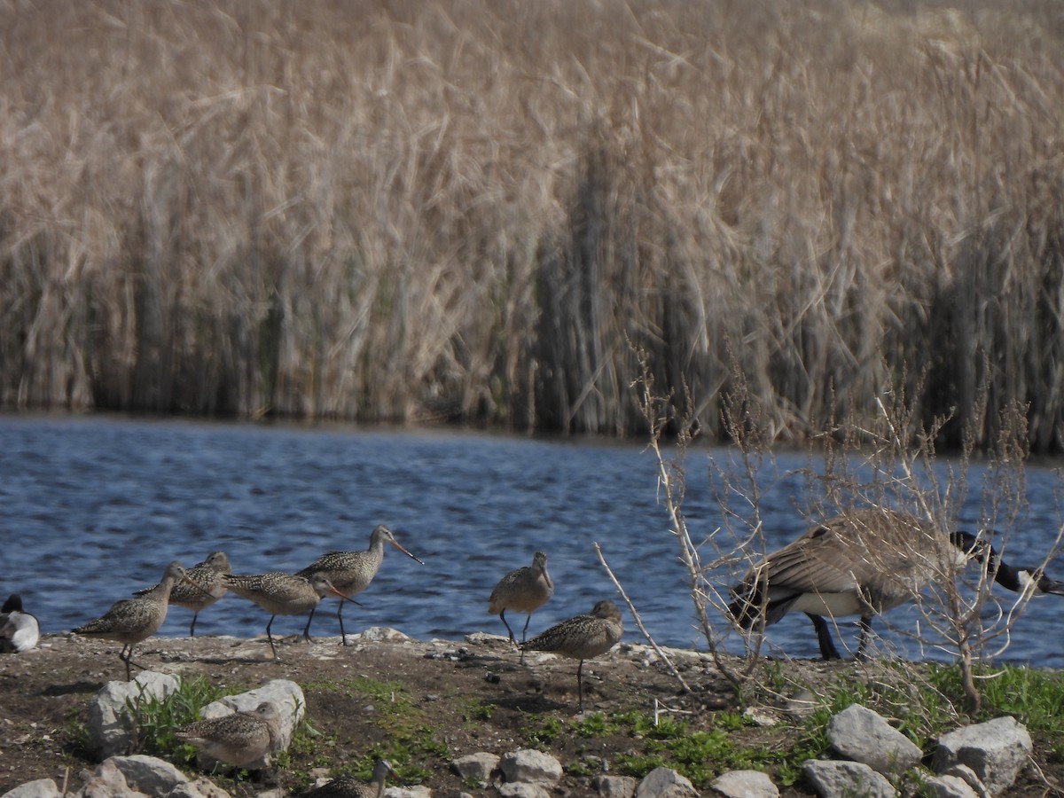 Marbled Godwit - ML637287299