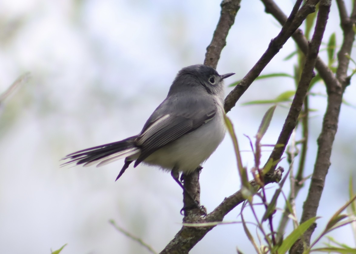 Blue-gray Gnatcatcher - ML637287317