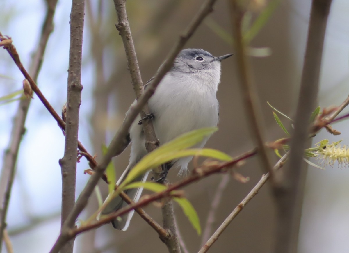 Blue-gray Gnatcatcher - ML637287318
