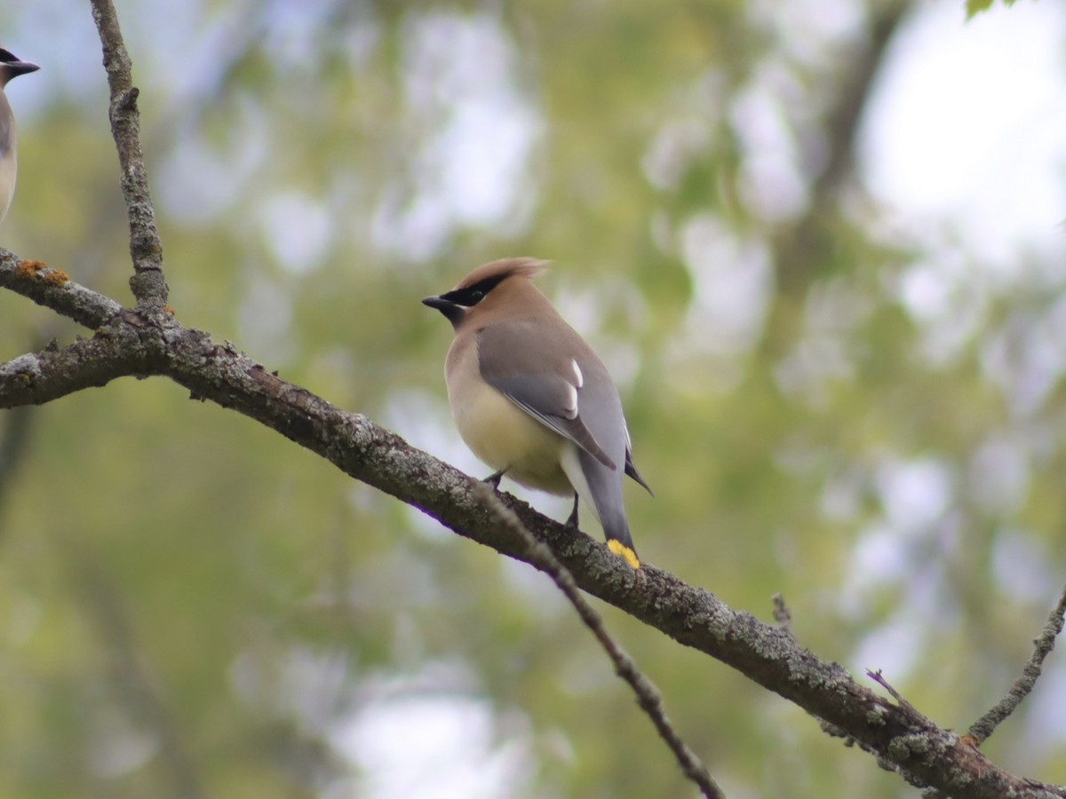 Cedar Waxwing - ML637287345