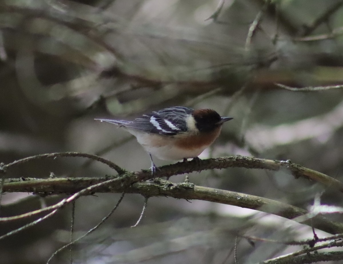 Bay-breasted Warbler - ML637287354