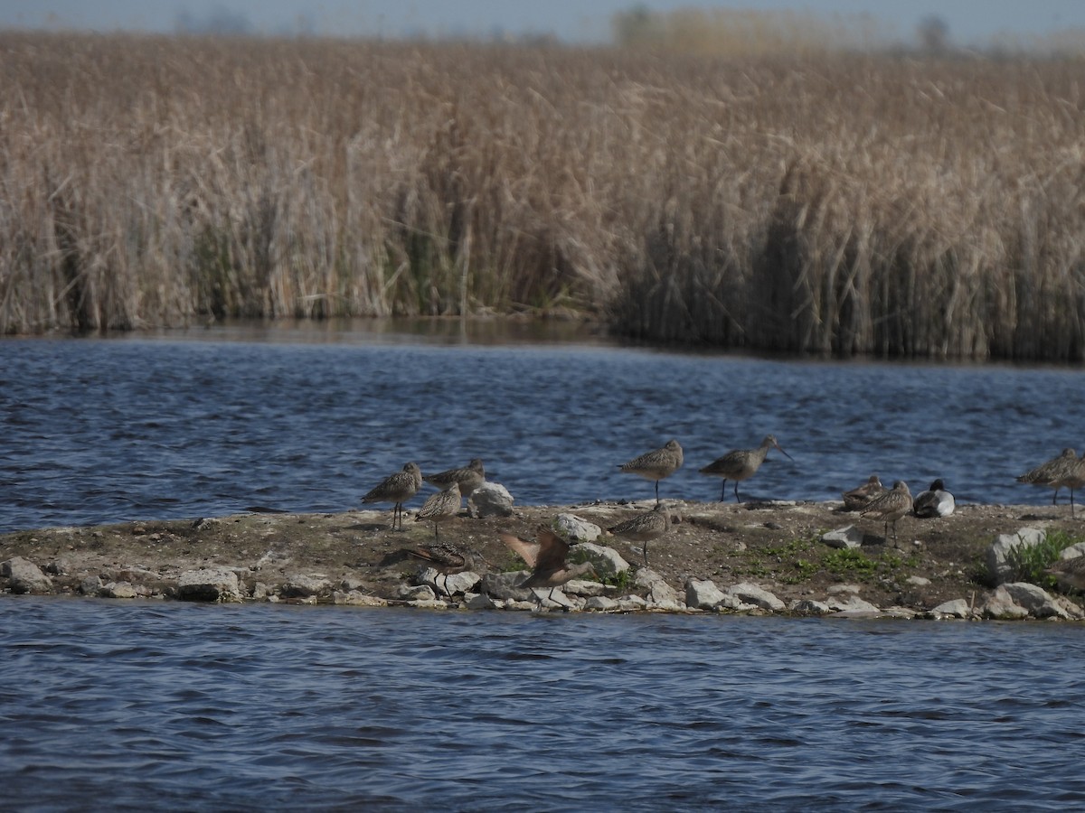 Marbled Godwit - ML637287369