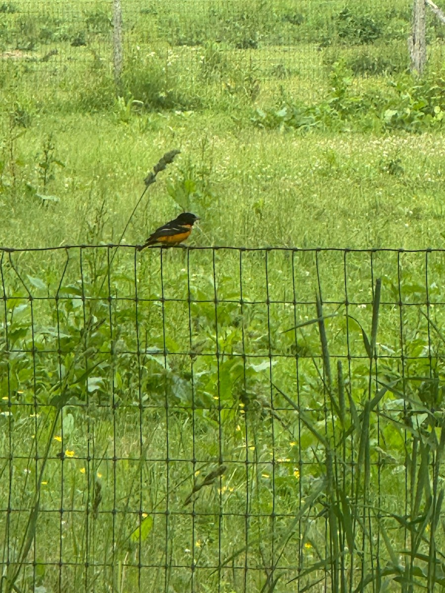 ボルチモアムクドリモドキ - ML637287372