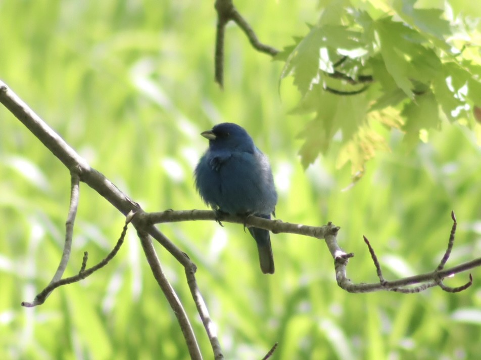 Indigo Bunting - ML637287384