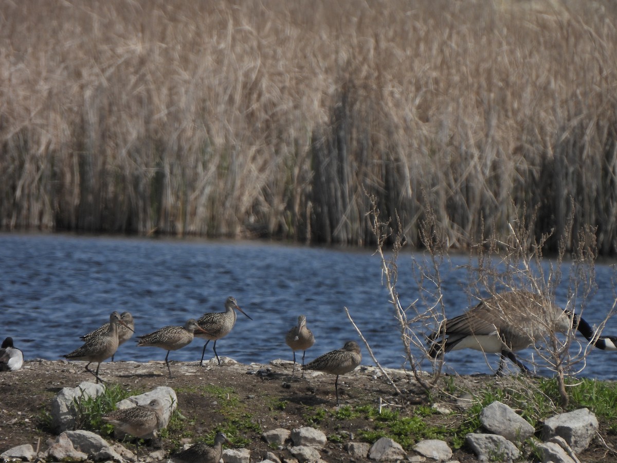 Marbled Godwit - ML637287387