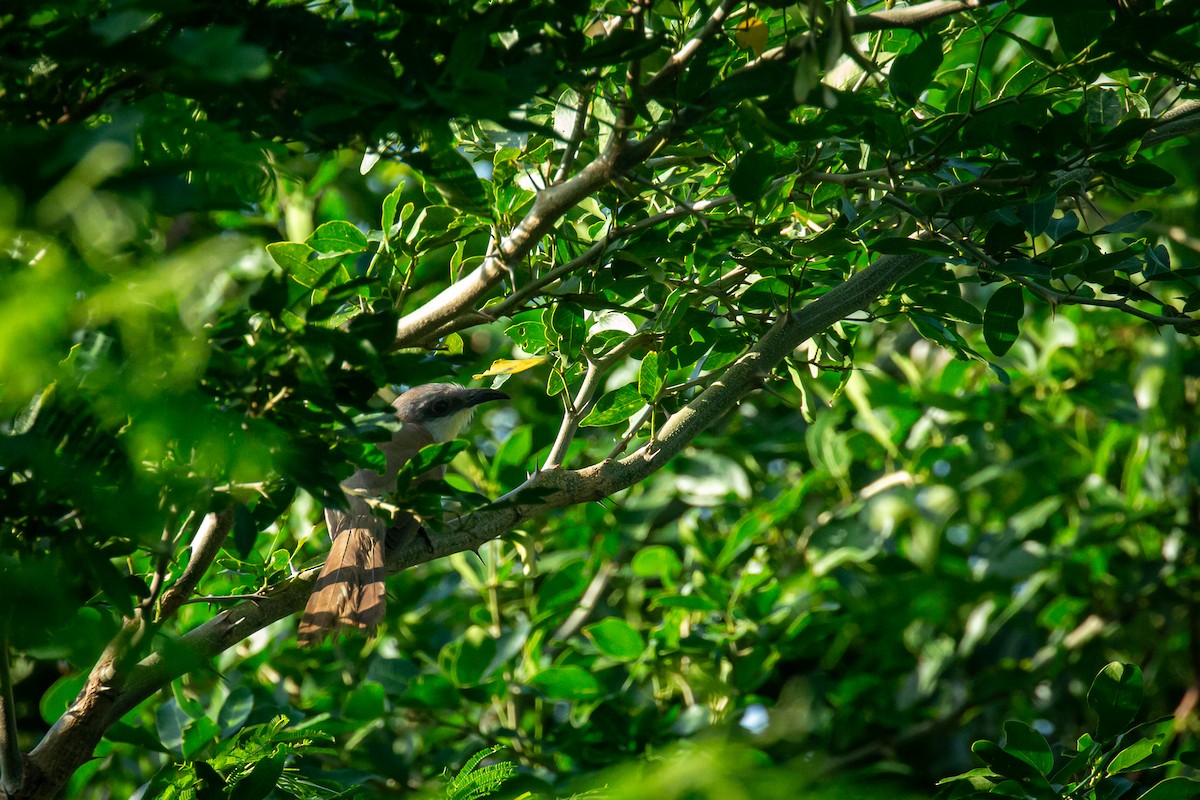 Dark-billed Cuckoo - ML637287405