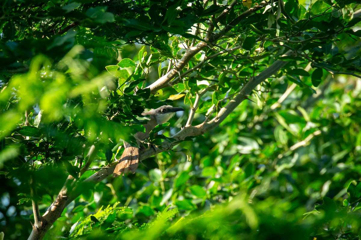 Dark-billed Cuckoo - ML637287406