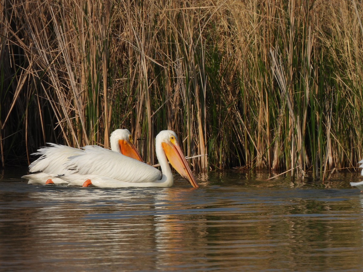 שקנאי אמריקני - ML637287428