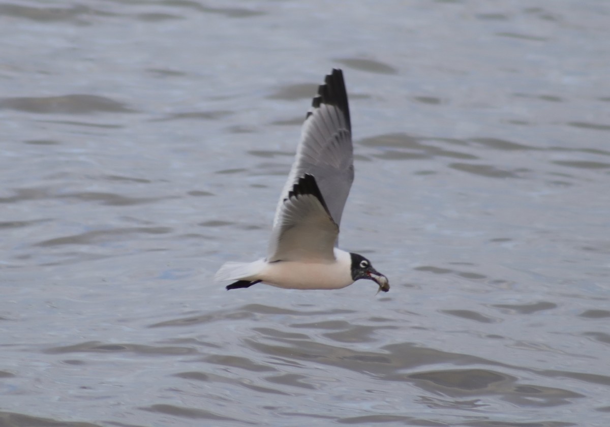 Franklin's Gull - ML637287452