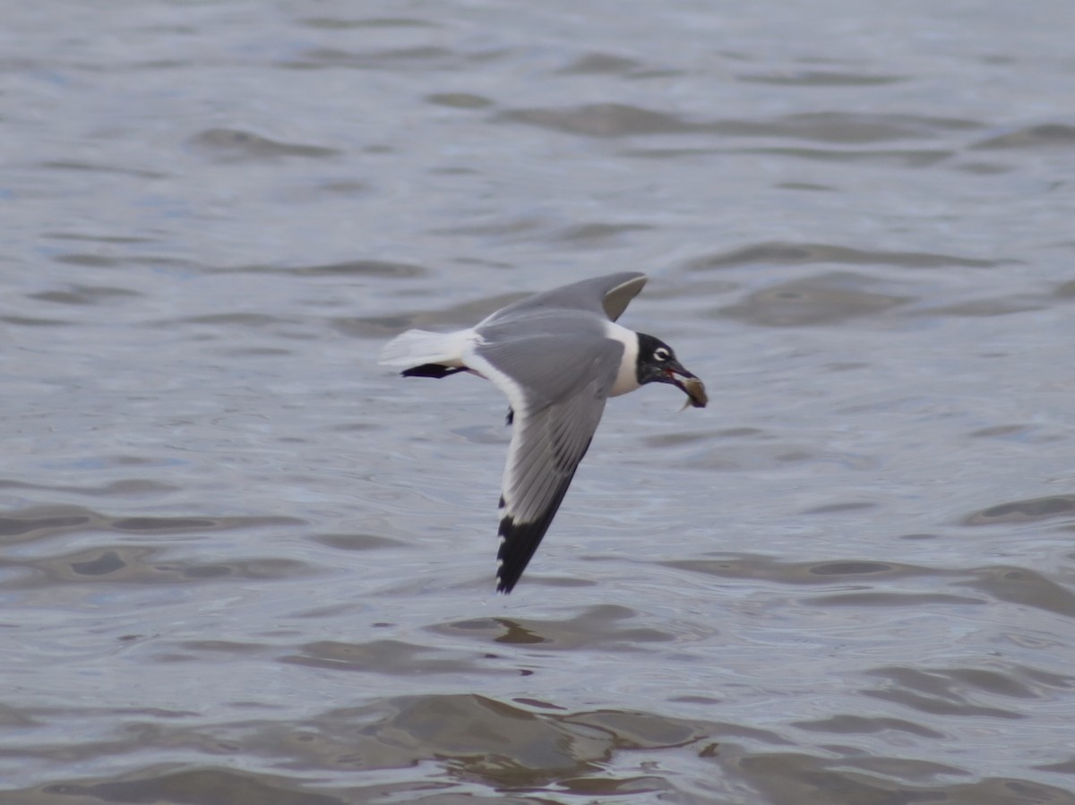 Franklin's Gull - ML637287454
