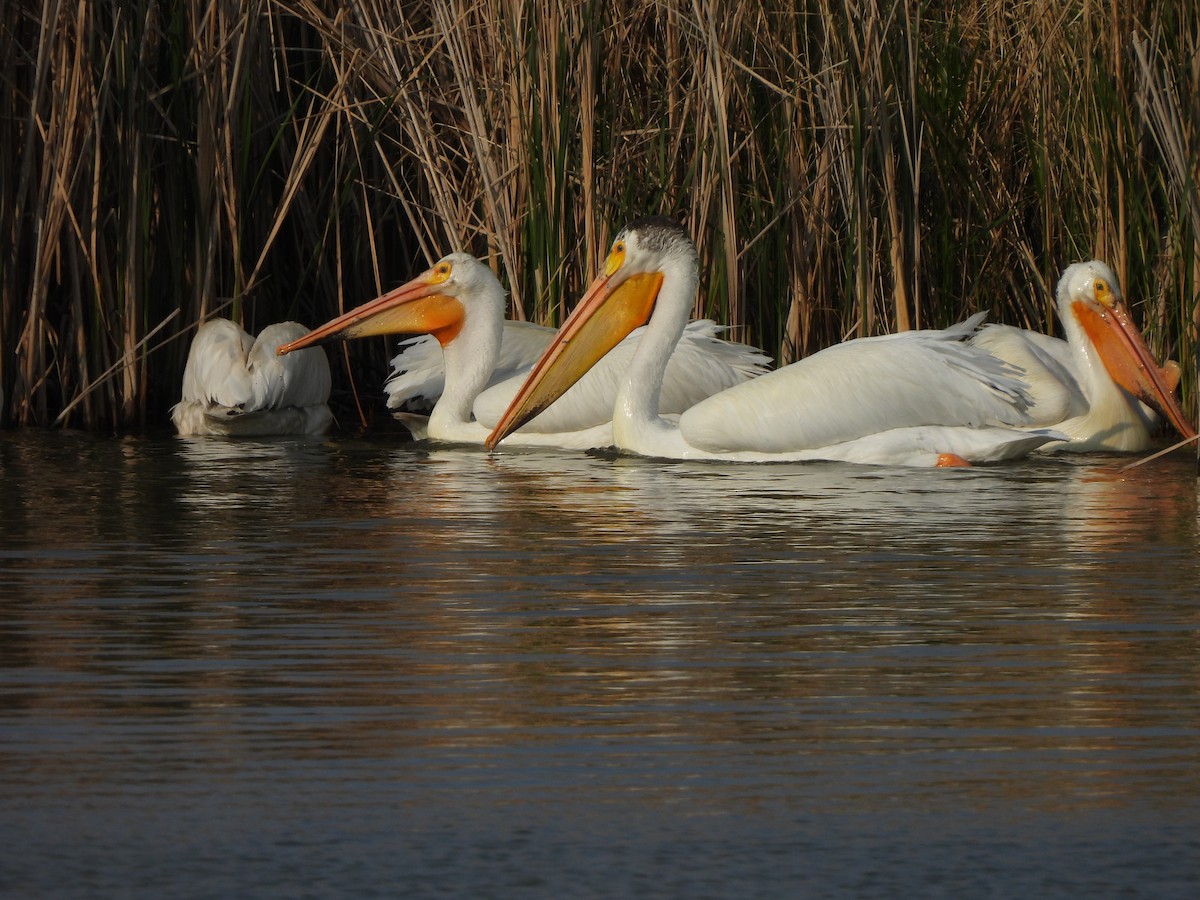 שקנאי אמריקני - ML637287457