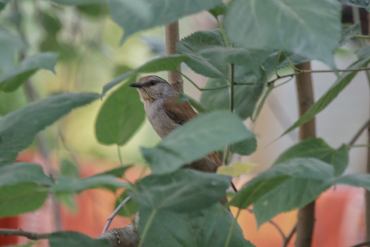 Rufous-tailed Palm-Thrush - ML637287512