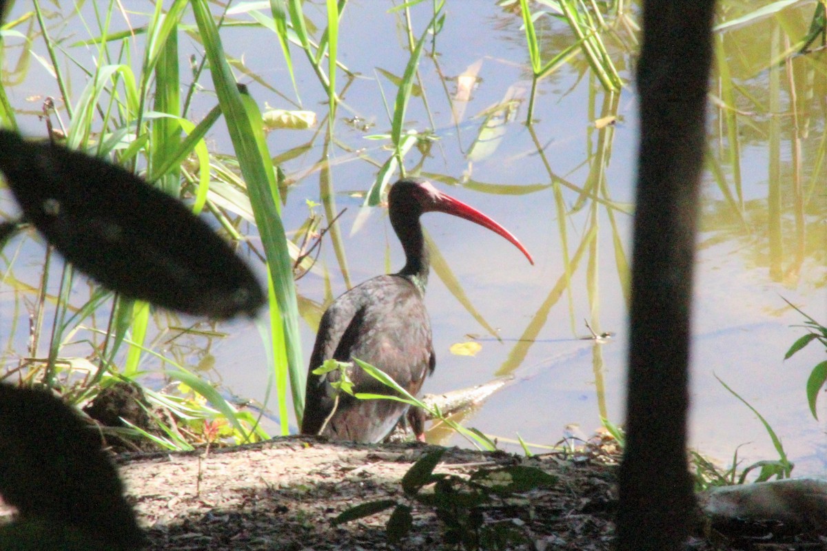 Bare-faced Ibis - ML637287539