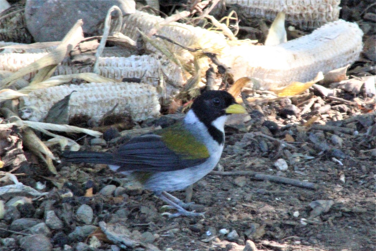 Golden-winged Sparrow - ML637287558