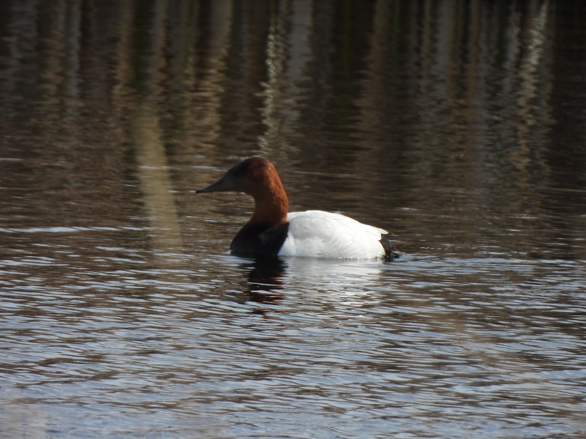 צולל אמריקני - ML637287589