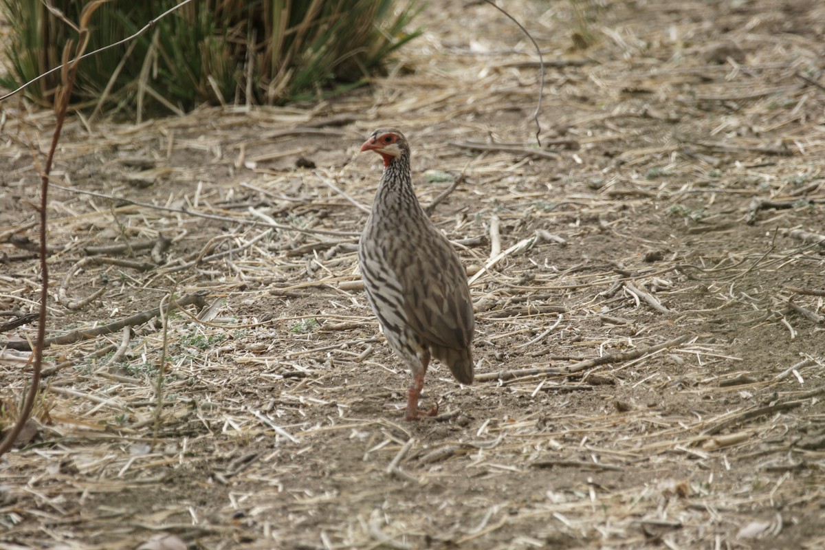 Red-necked Spurfowl - ML637287596