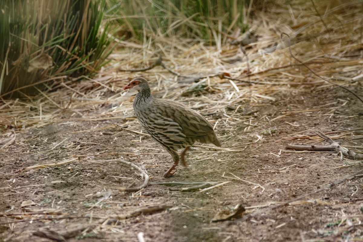 Red-necked Spurfowl - ML637287598