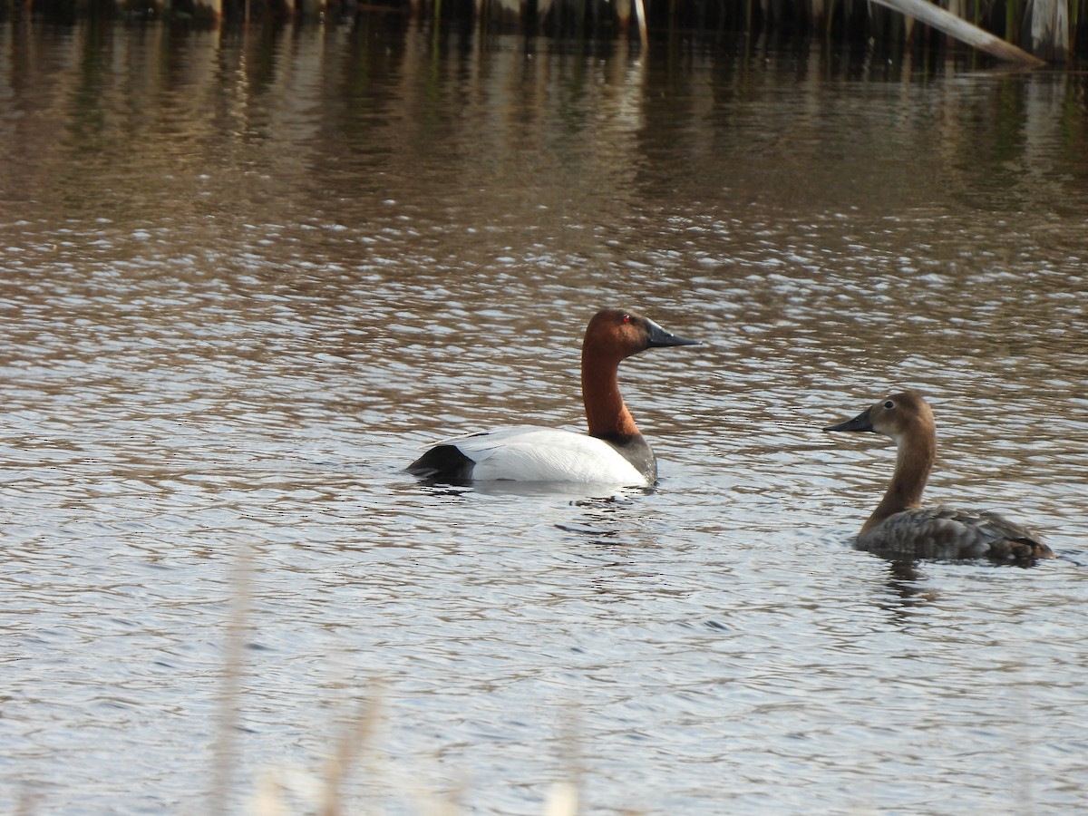 צולל אמריקני - ML637287633