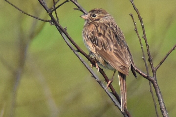 Vesper Sparrow - ML637287672