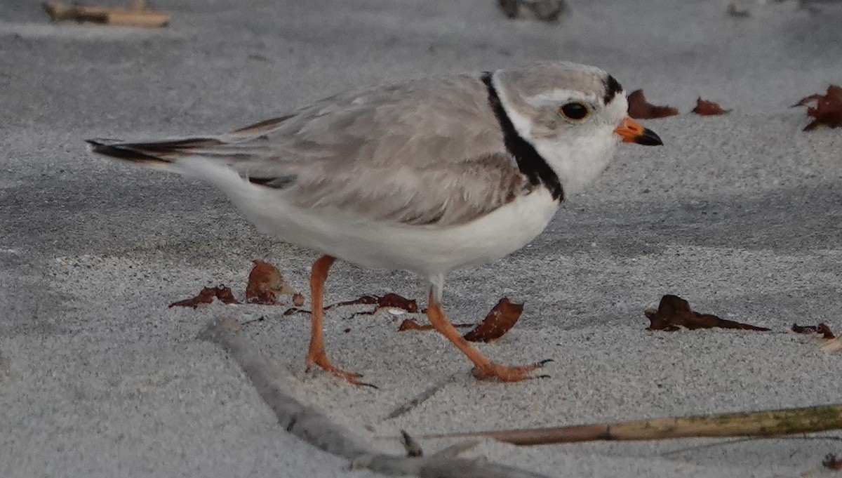 Piping Plover - ML637287675