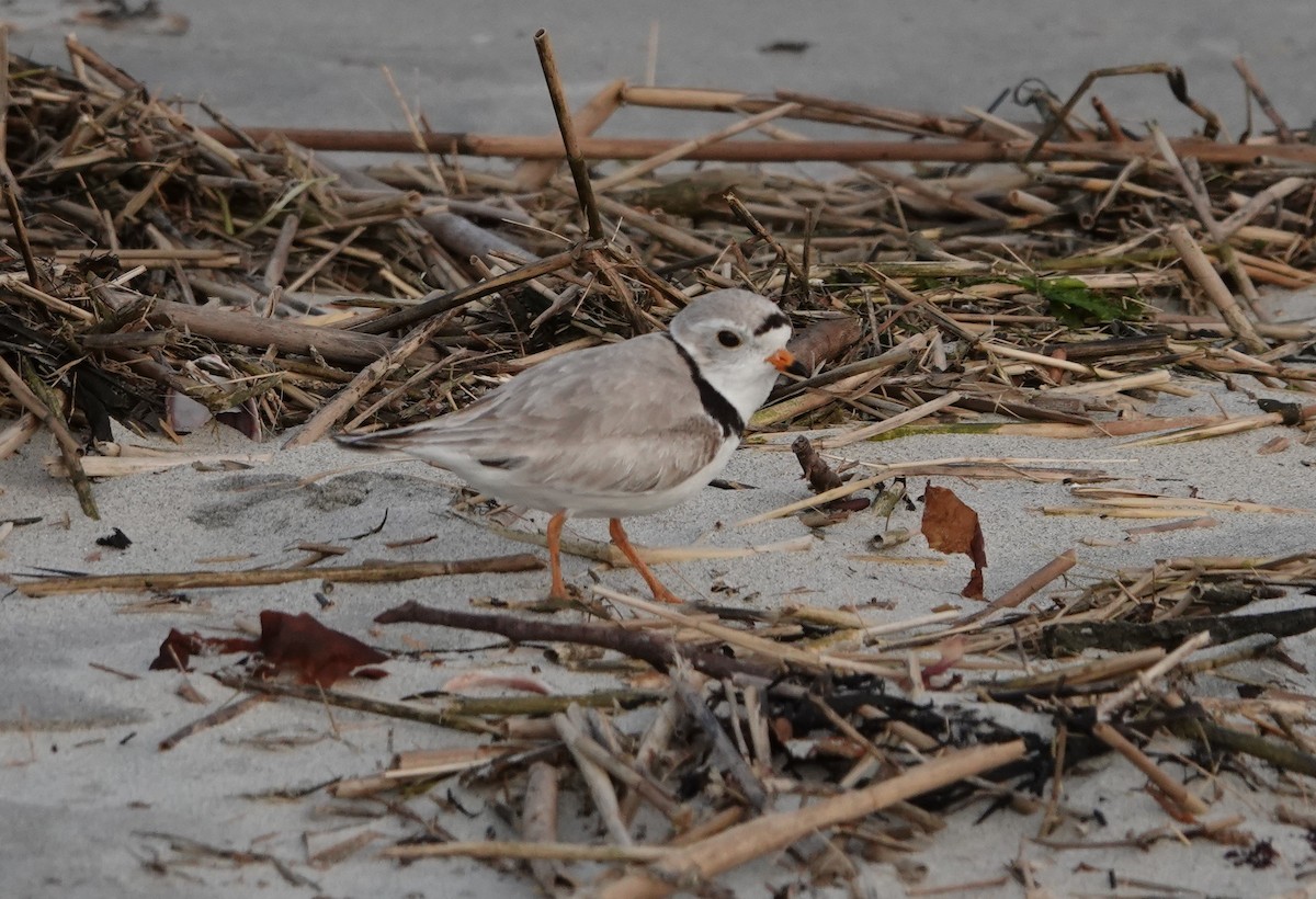 Piping Plover - ML637287705