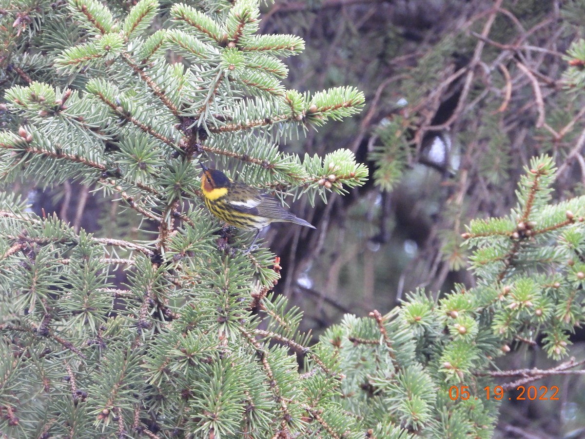 Cape May Warbler - ML637287708
