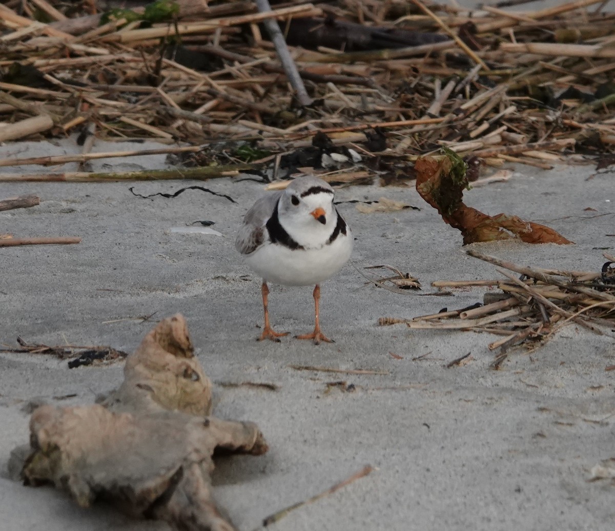 Piping Plover - ML637287760