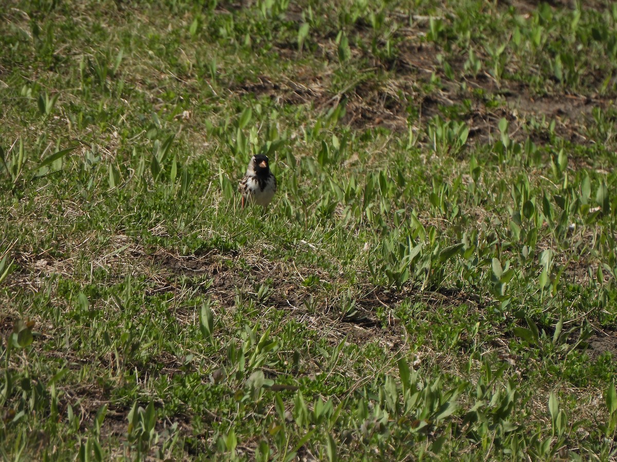 Harris's Sparrow - ML637288075