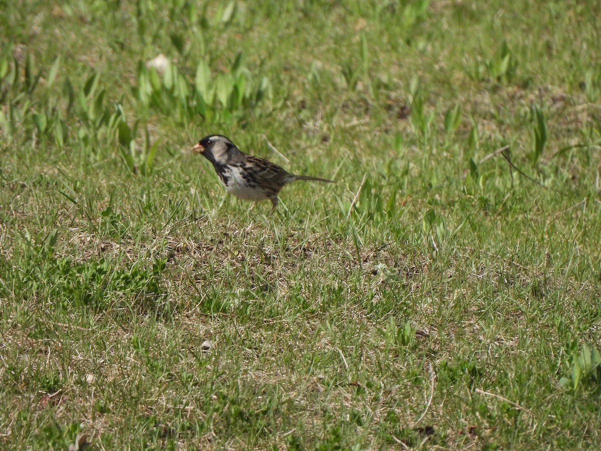 Harris's Sparrow - ML637288091