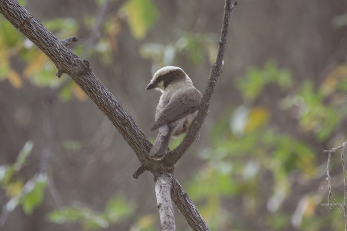 White-crowned Shrike - ML637288092