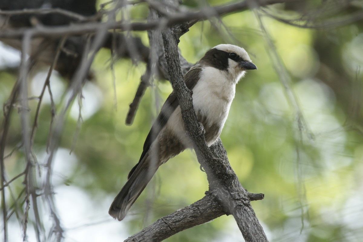 White-crowned Shrike - ML637288093