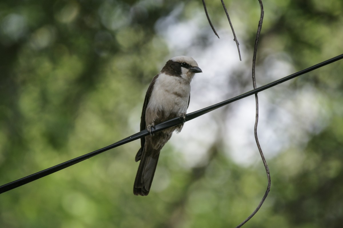 White-crowned Shrike - ML637288128