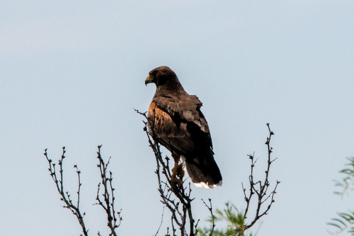 Harris's Hawk - ML637288265