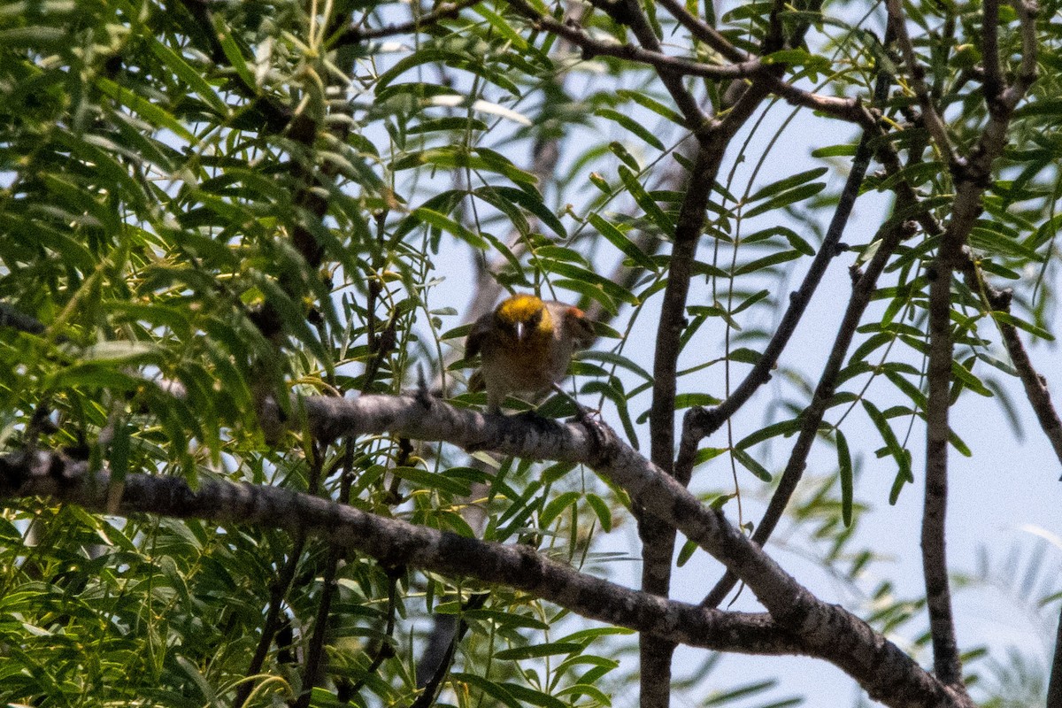 Verdin - ML637288281