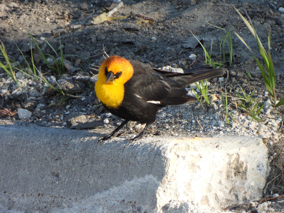 שחרורית צהובת-ראש - ML637288367