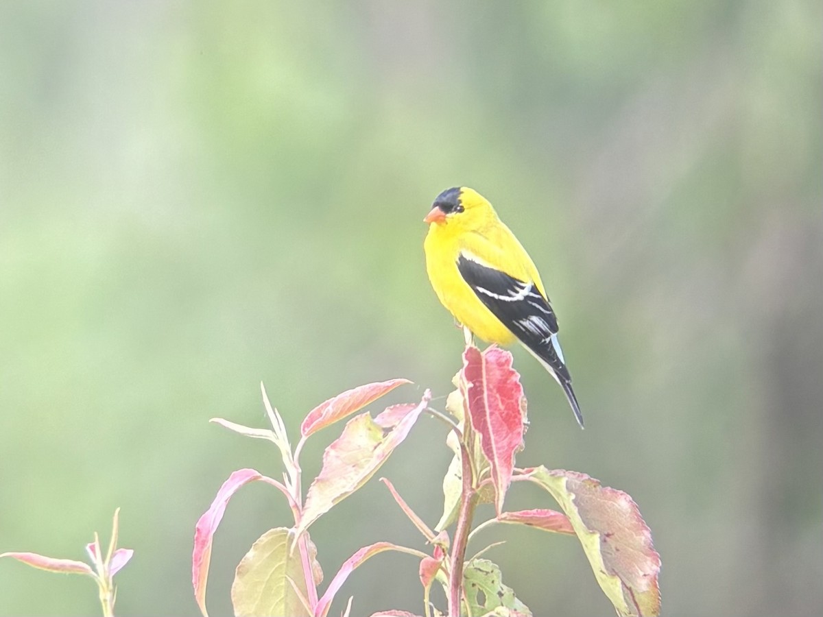 American Goldfinch - ML637288431