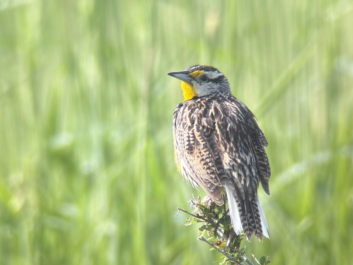 Eastern Meadowlark - ML637288437