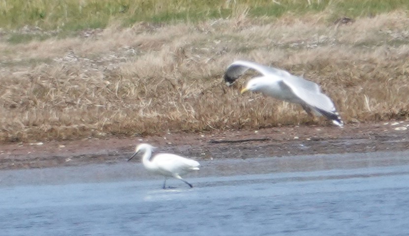 Snowy Egret - ML637288467