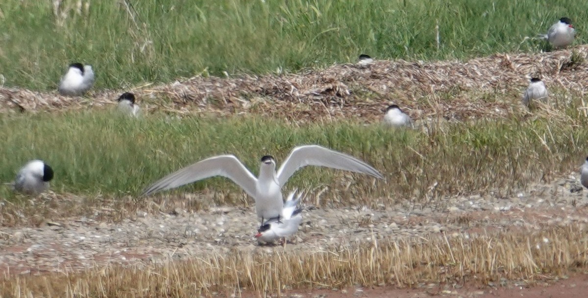 Sandwich Tern (Eurasian) - ML637288587