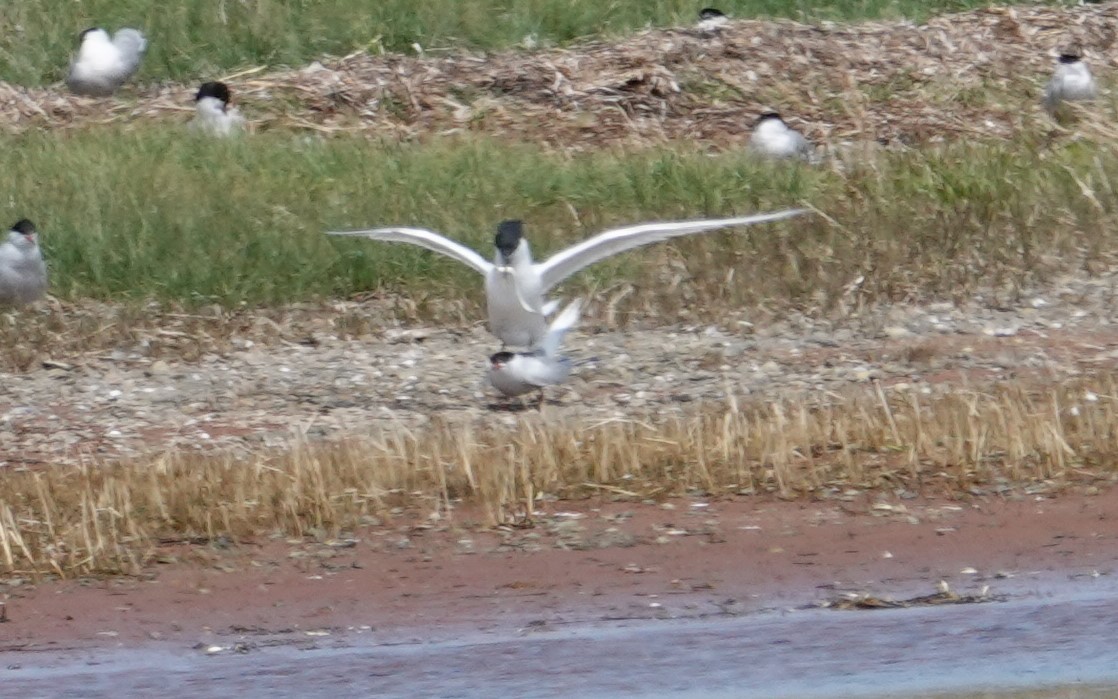 Sandwich Tern (Eurasian) - ML637288594