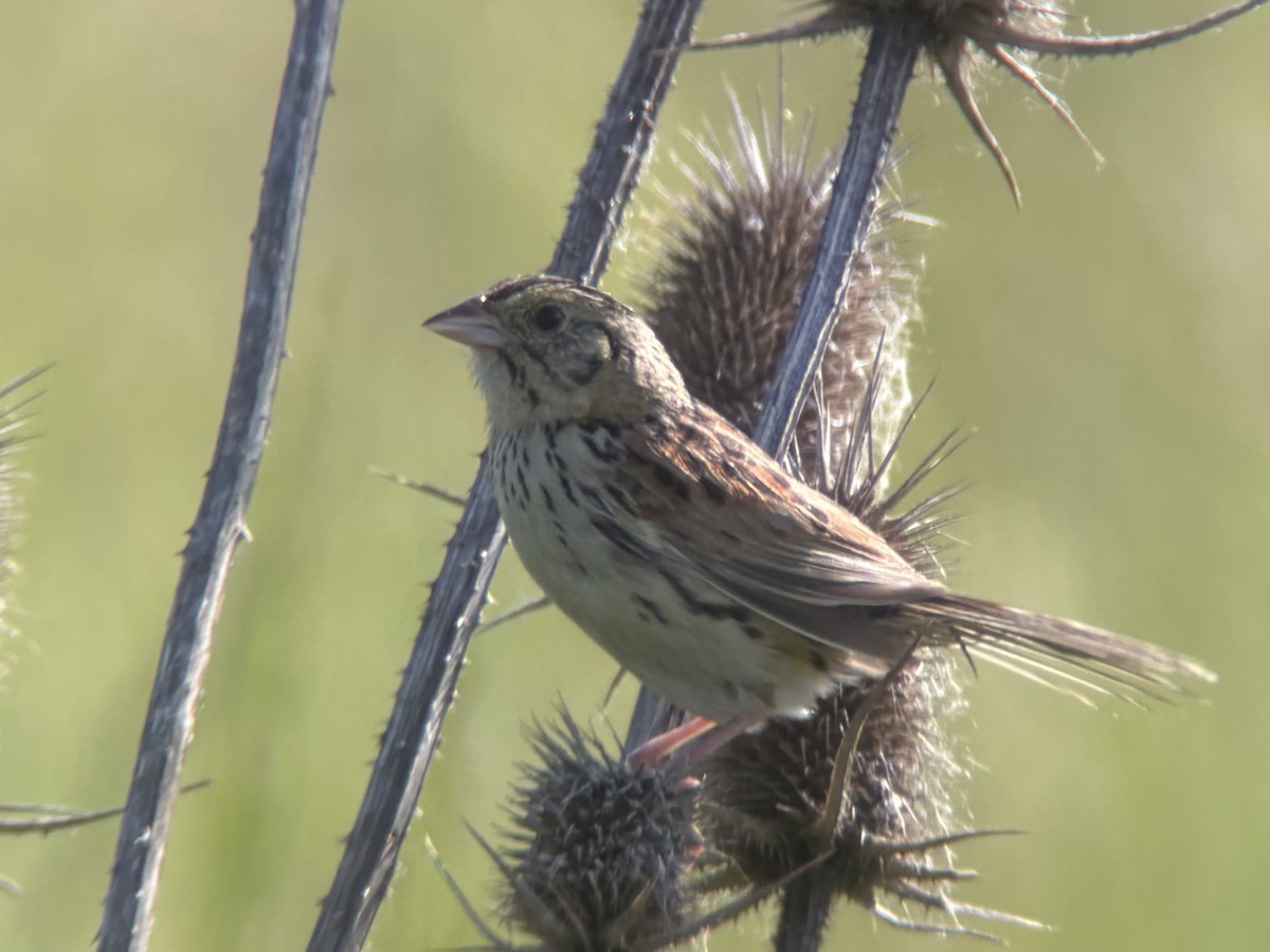 Henslow's Sparrow - ML637288634