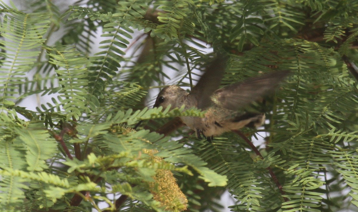 hummingbird sp. - ML637288649