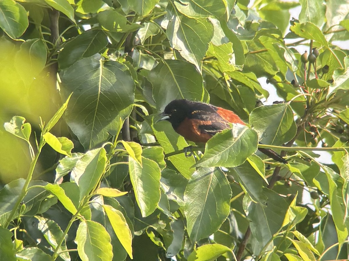 Orchard Oriole - ML637288695